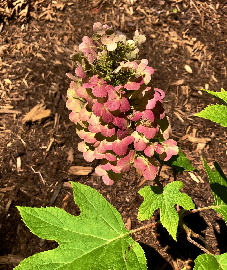 Hydrangea quercifolia