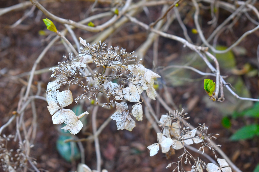 Winter dried flowers and leaf bud emerging