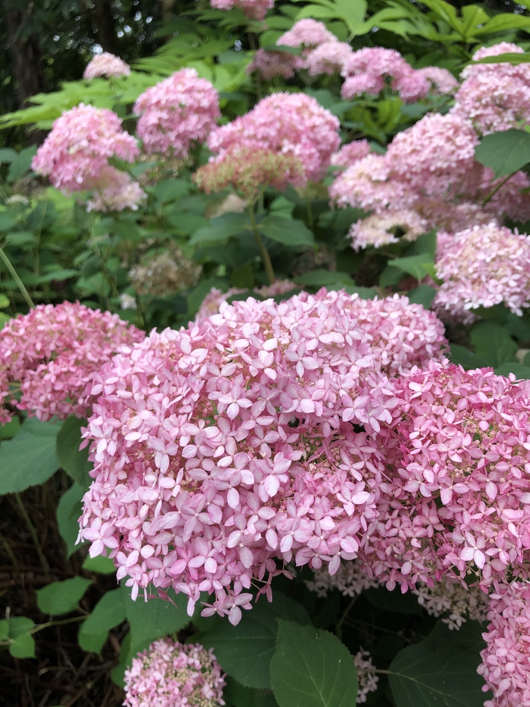 Shrub with pompom clusters of pink flowers.