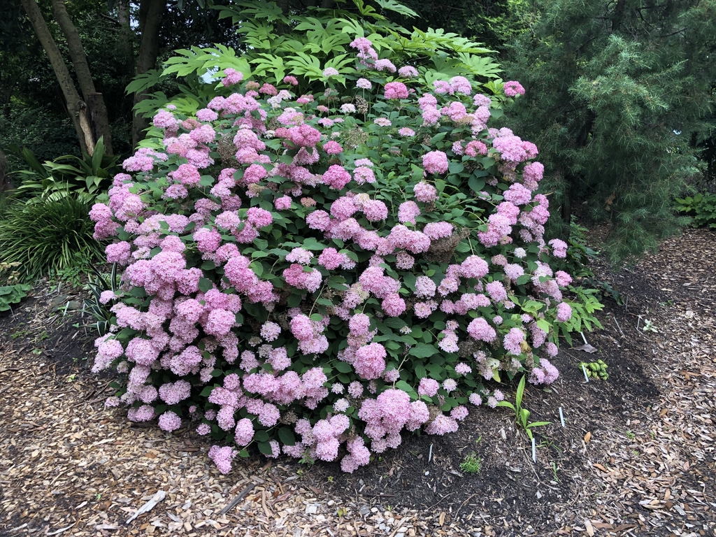 Shrub with pompom clusters of pink flowers.