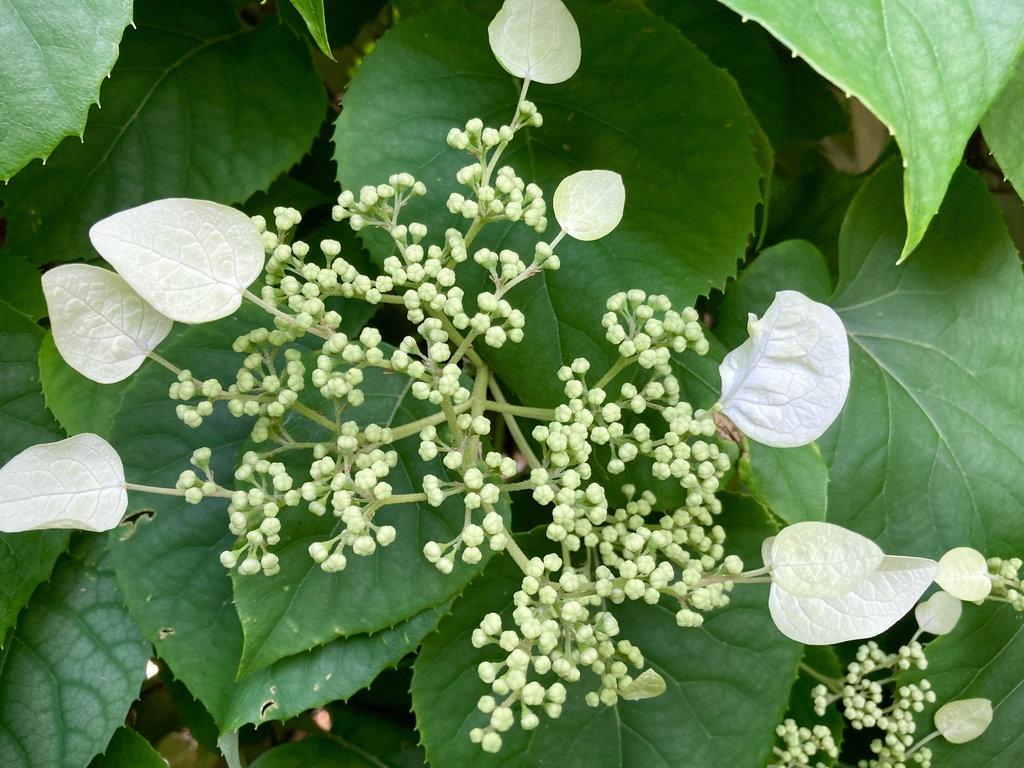 Flat-topped, lace-cap cluster of white flowers.