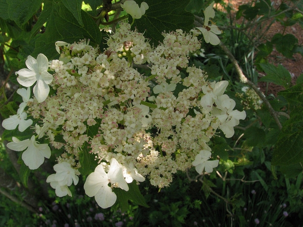 Close-up of flat-topped, lace-cap inflorescence of white flowers