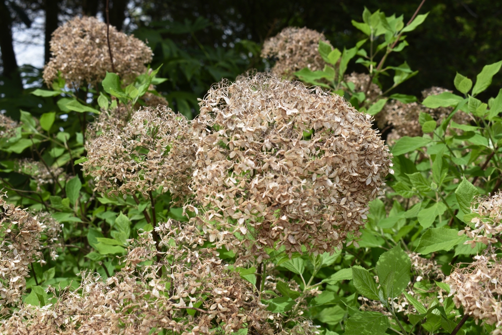 Papery brown pompom of dried flowers.