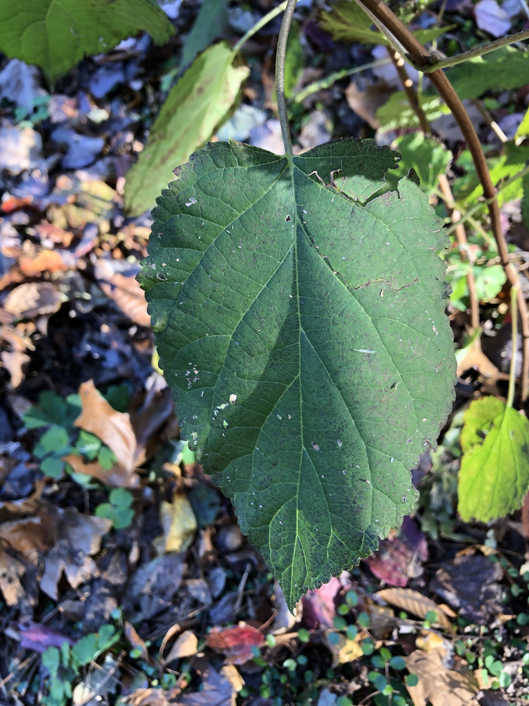 Close-up of a single ovate leaf with serrate margin & acute apex