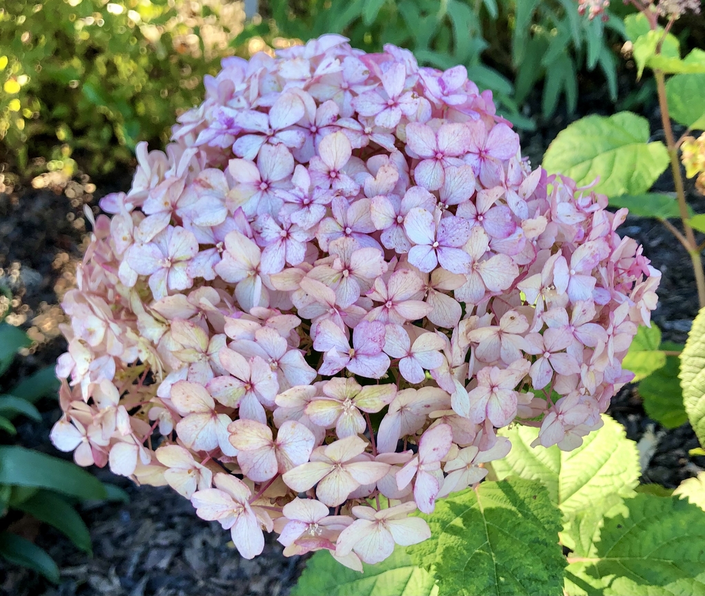 Close-up on a pompom clusters of pink flowers.