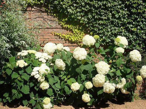Shrub with big, terminal pompoms of white flowers.