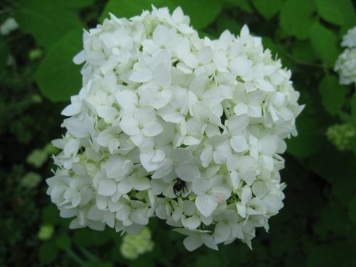 Close-up of a single pompom of white flowers.