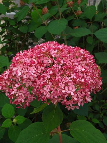 Low shrub with pompom clusters of pink flowers.