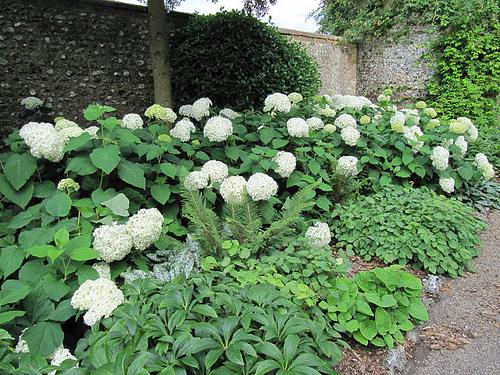 A low hedge with large leaves & pompoms of white flowers.