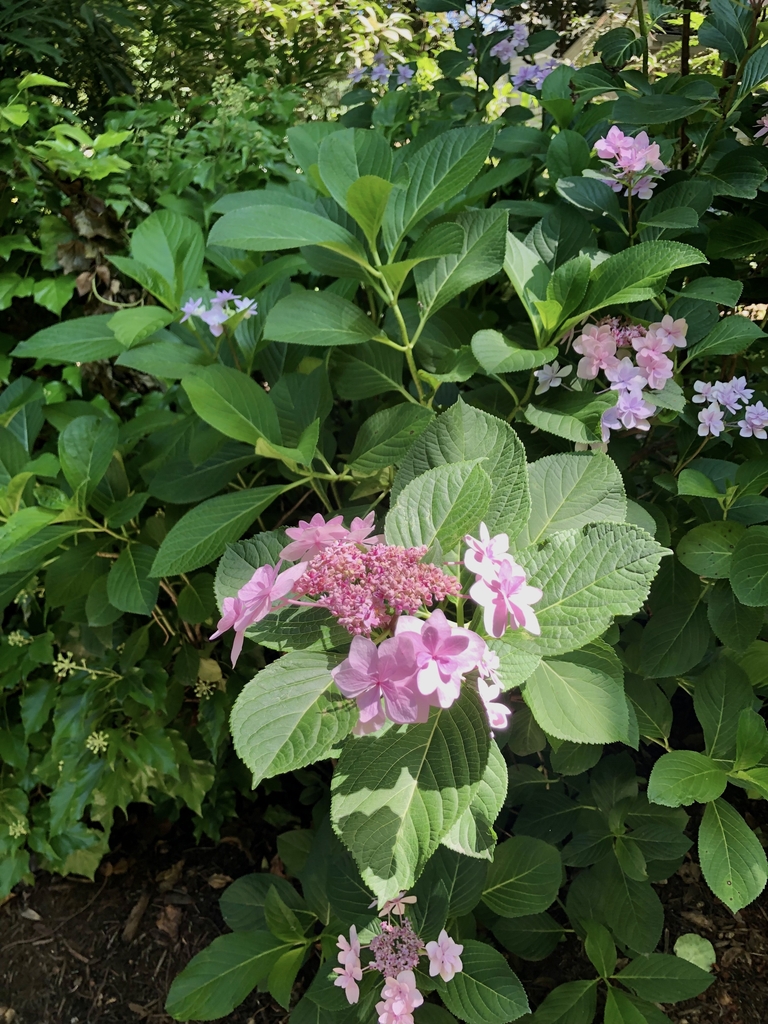 'Jogasaki' Form - June 16 - Wake Co., NC