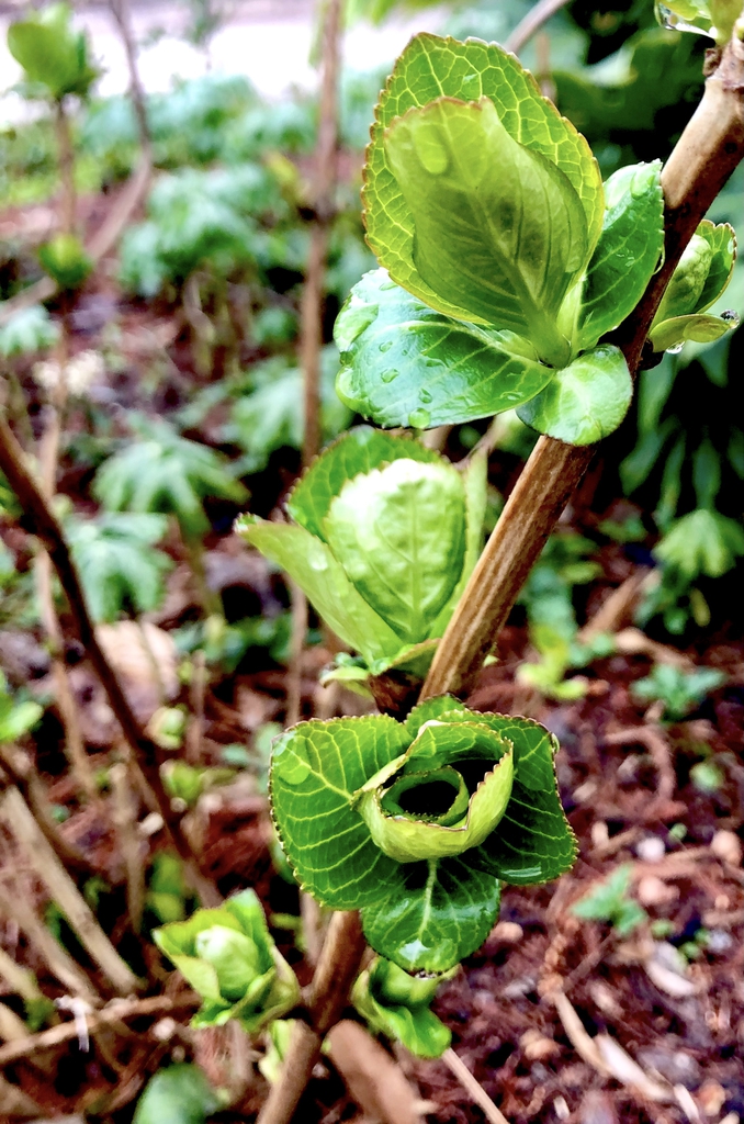 'Kompeito' New Leaves - March 17 - Wake Co., NC