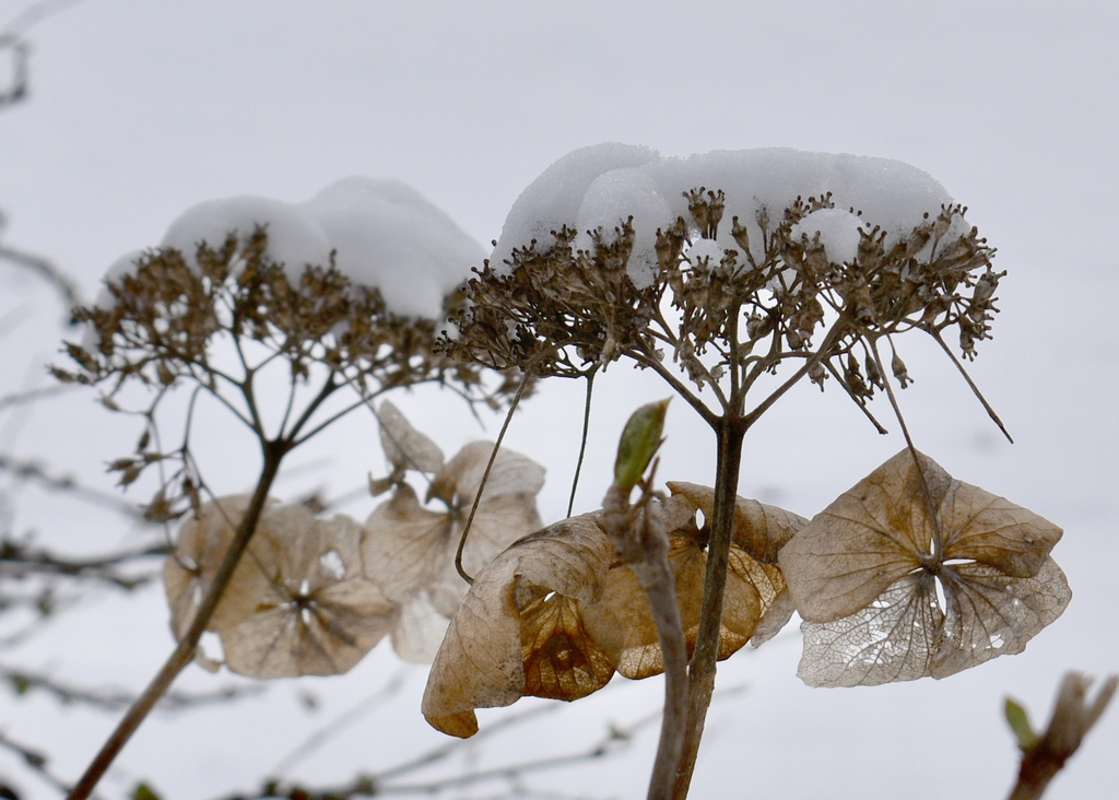 Winter Flowers - Jan. 22 - Wake Co., NC