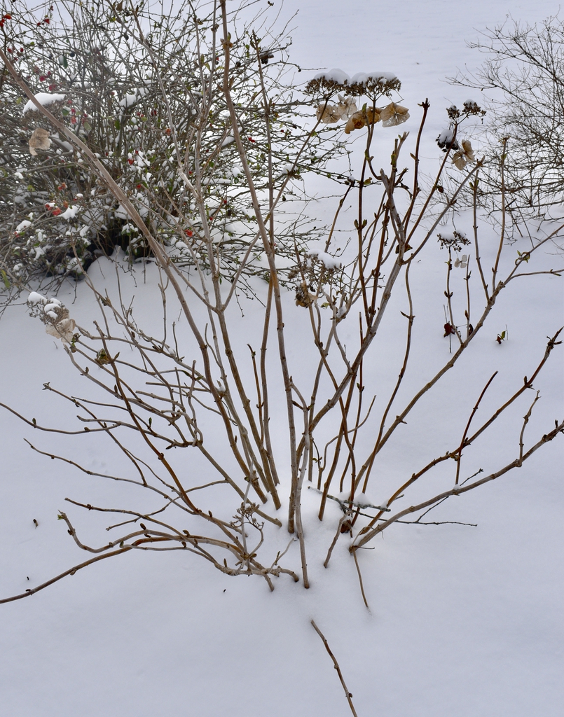 Form - Jan. 22 - Wake Co., NC