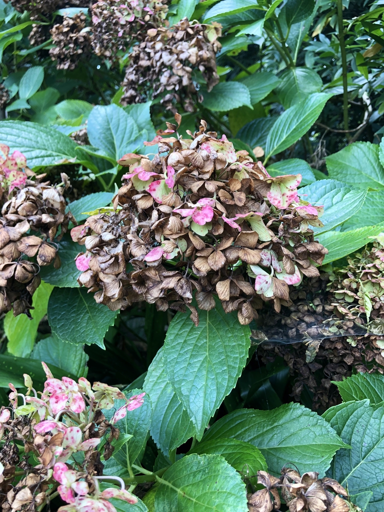 Flowers Closeup - Sept. - Wake Co., NC