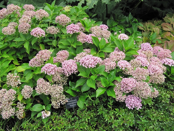 Hydrangea macrophylla 'Ayesha'
