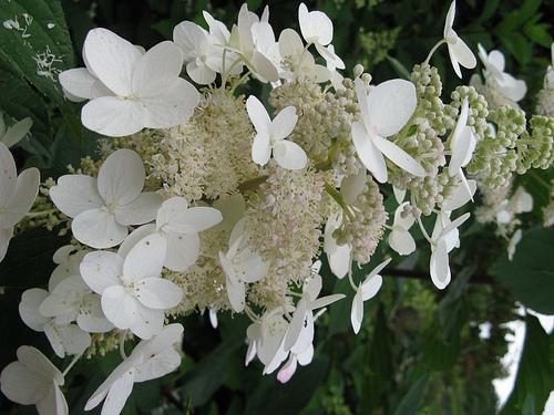 'Unique' bloom