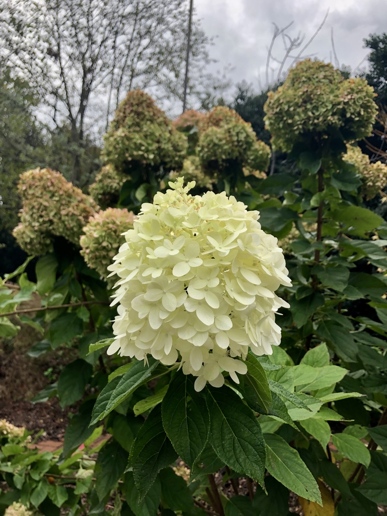 Flowers - October - Wake Co., NC