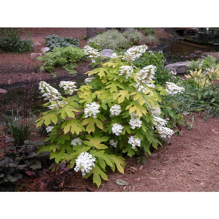 Form in bloom