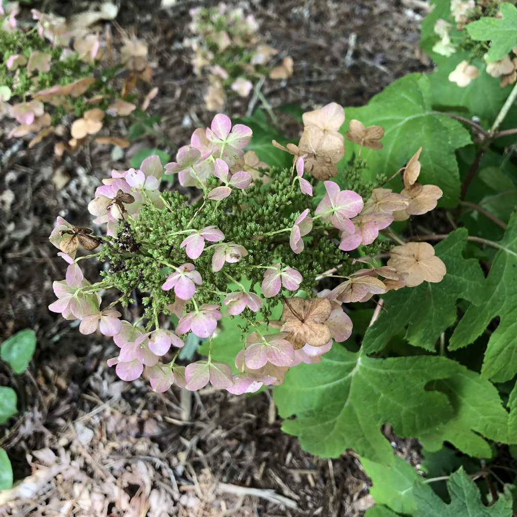 Hydrangea quercifolia