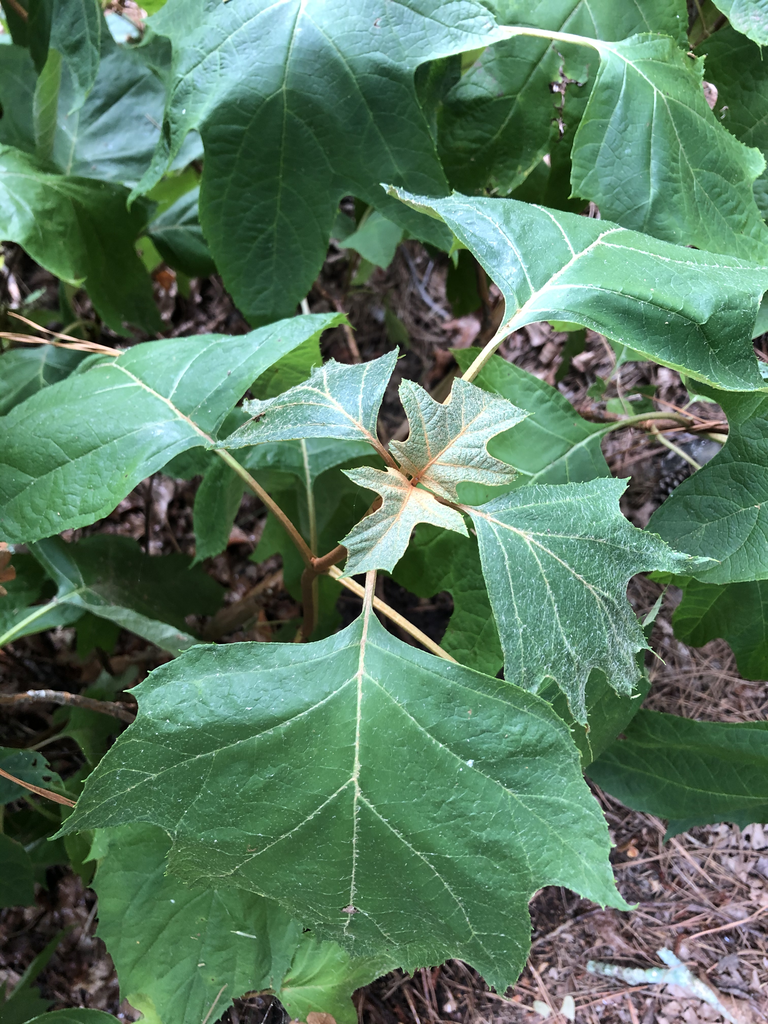 Hydrangea quercifolia