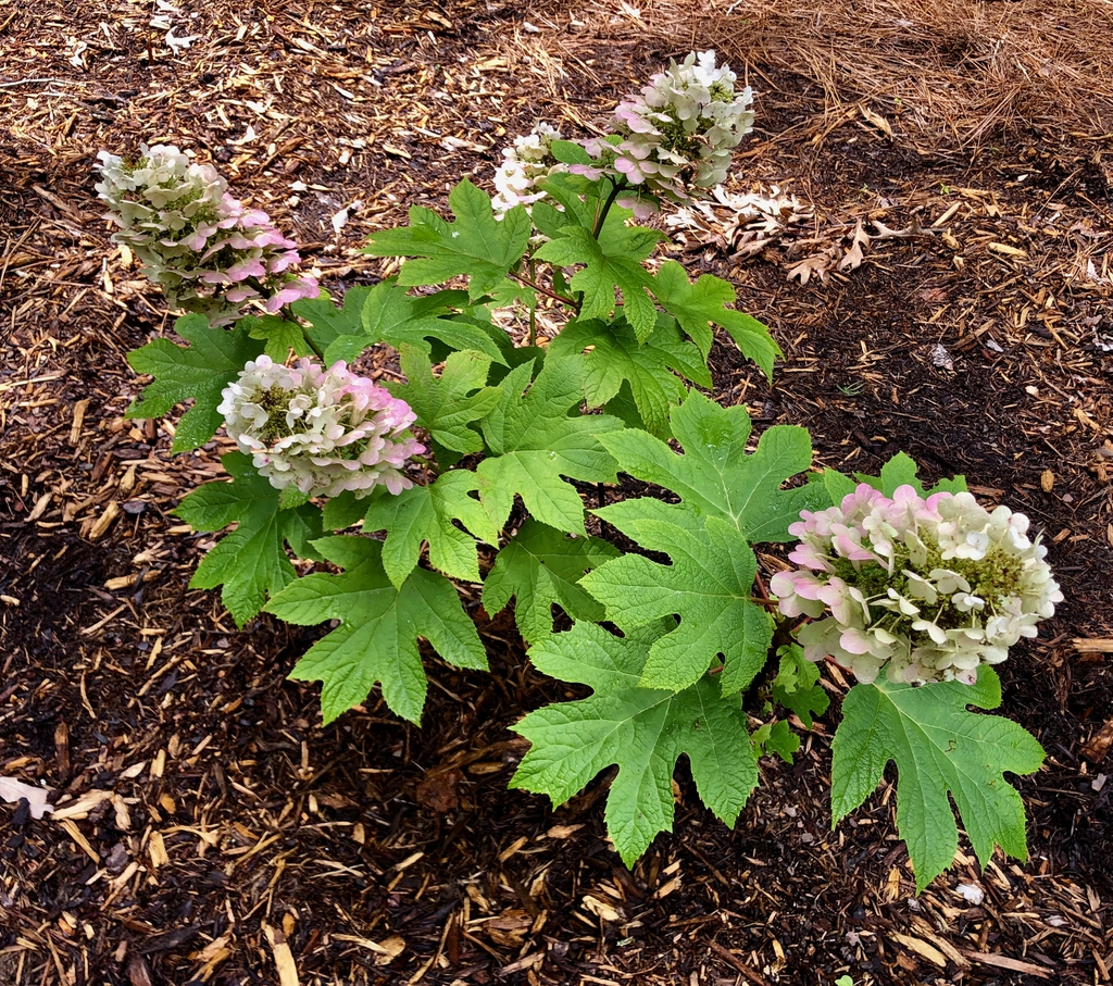 Hydrangea quercifolia