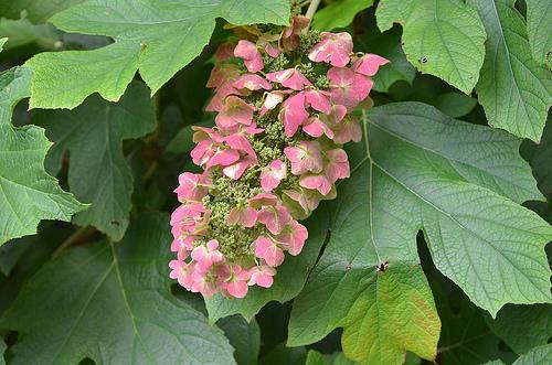 Hydrangea quercifolia 