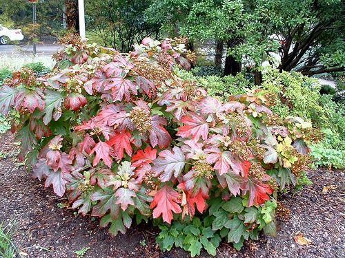 Hydrangea quercifolia