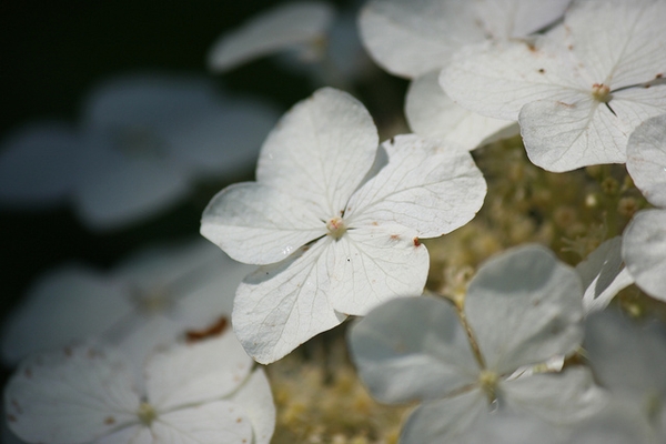 Hydrangea quercifolia