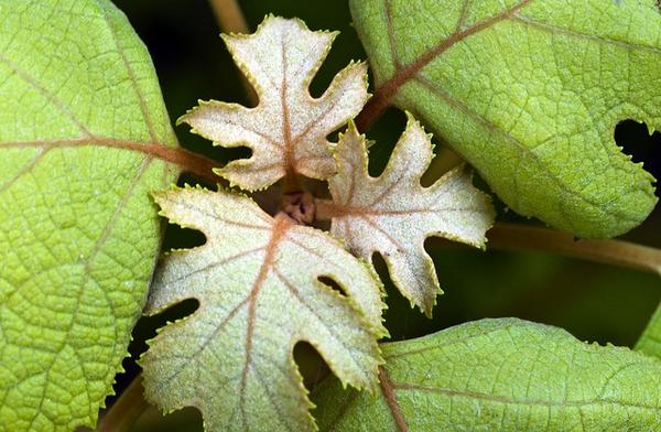 Hydrangea quercifolia
