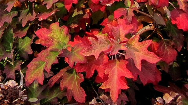 Hydrangea quercifolia