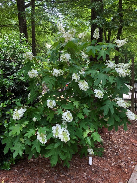 Hydrangea quercifolia
