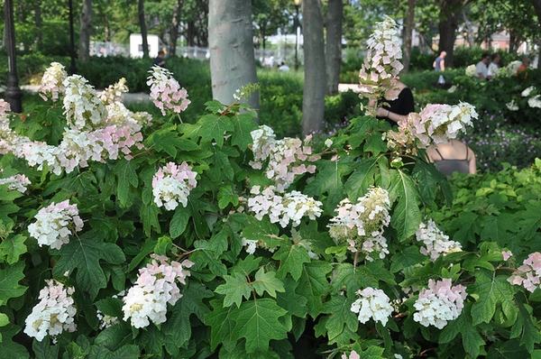 Hydrangea quercifolia