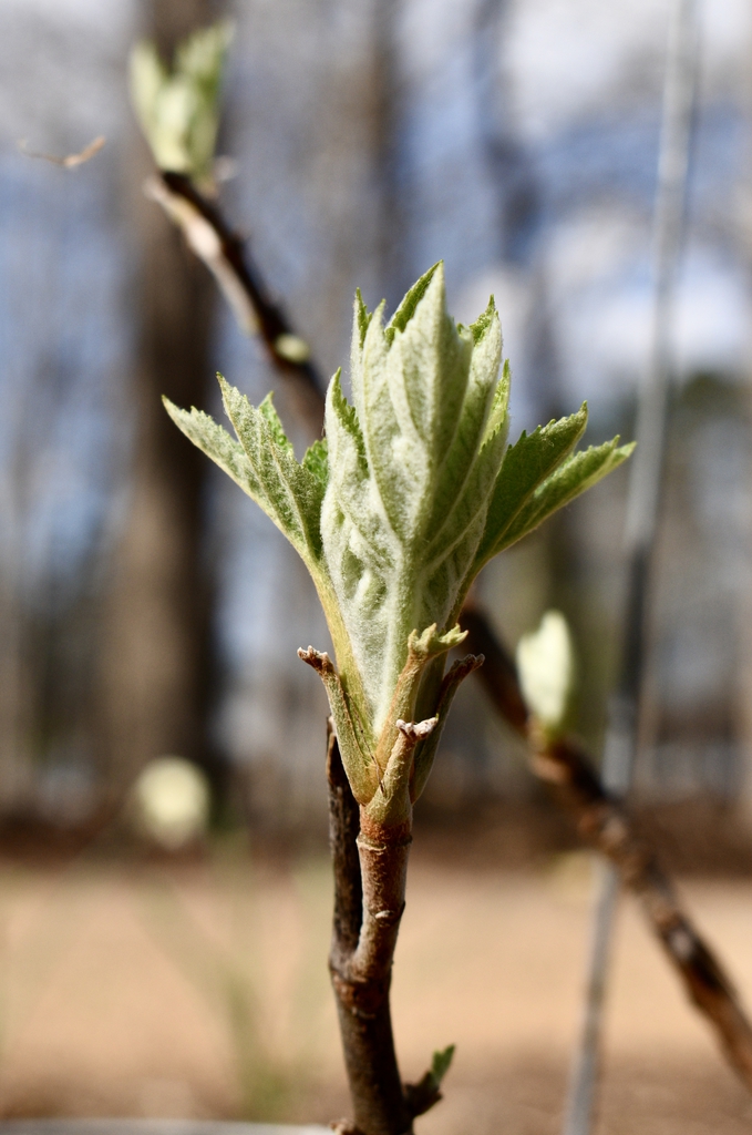 Stem