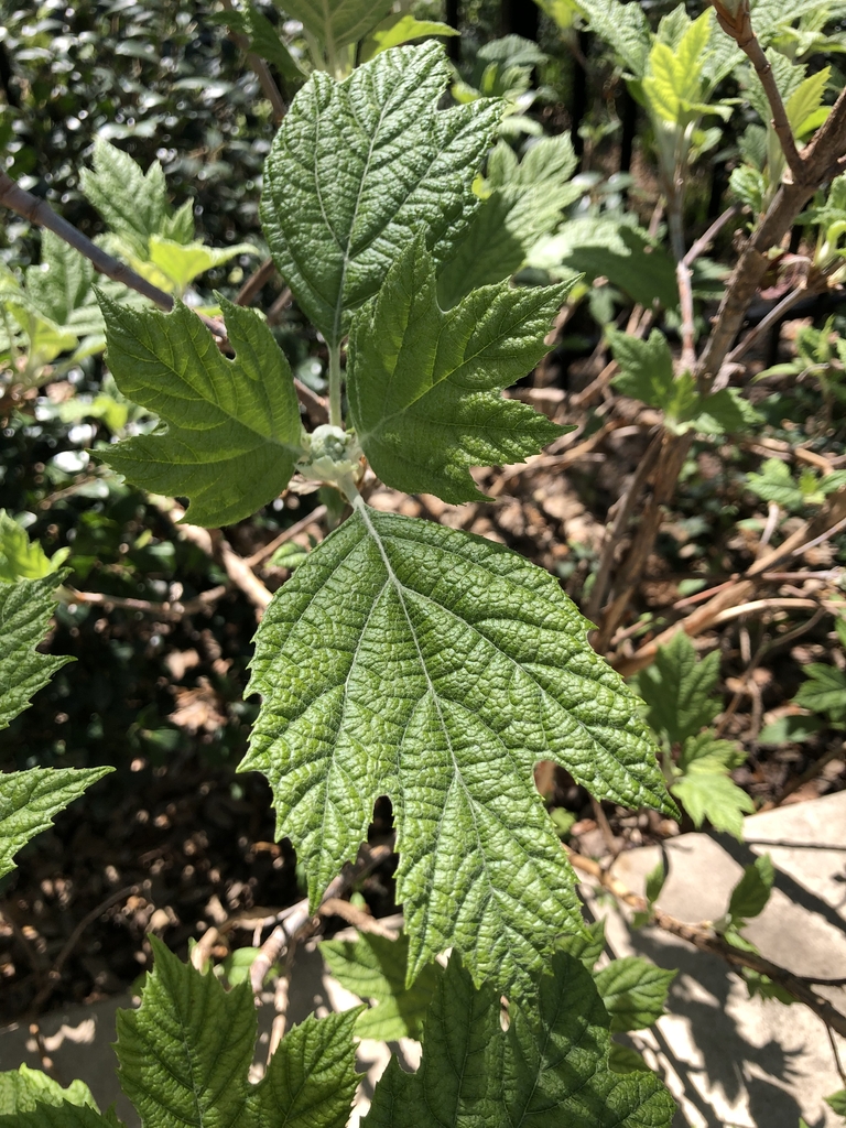 Leaves - April - Wake Co., NC