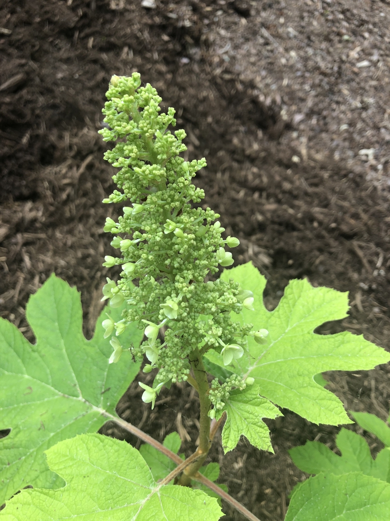 Hydrangea quercifololia