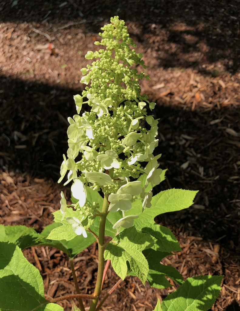 mid May flower