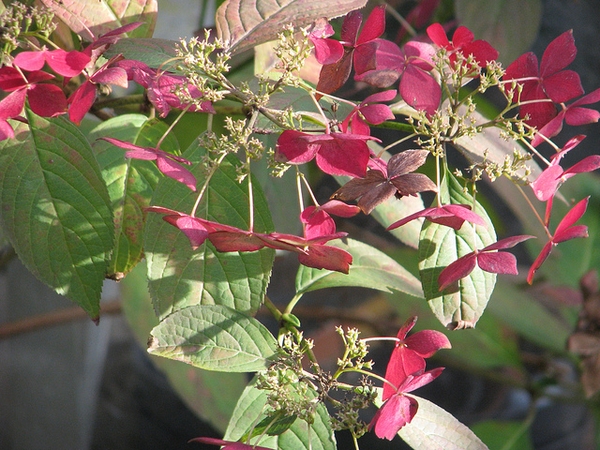 Hydrangea serrata