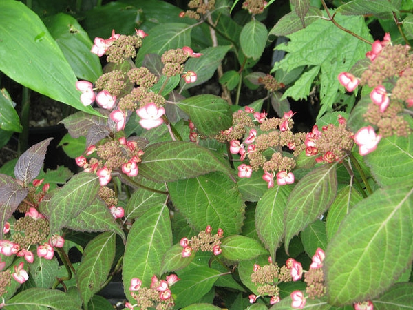Hydrangea serrata