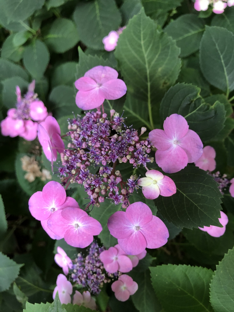 Hydrangea Serrata 'Tuff Stuff' flowers (Wake County, NC)