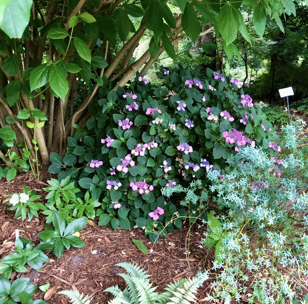 Hydrangea Serrata 'Tuff Stuff' form (Wake County, NC)