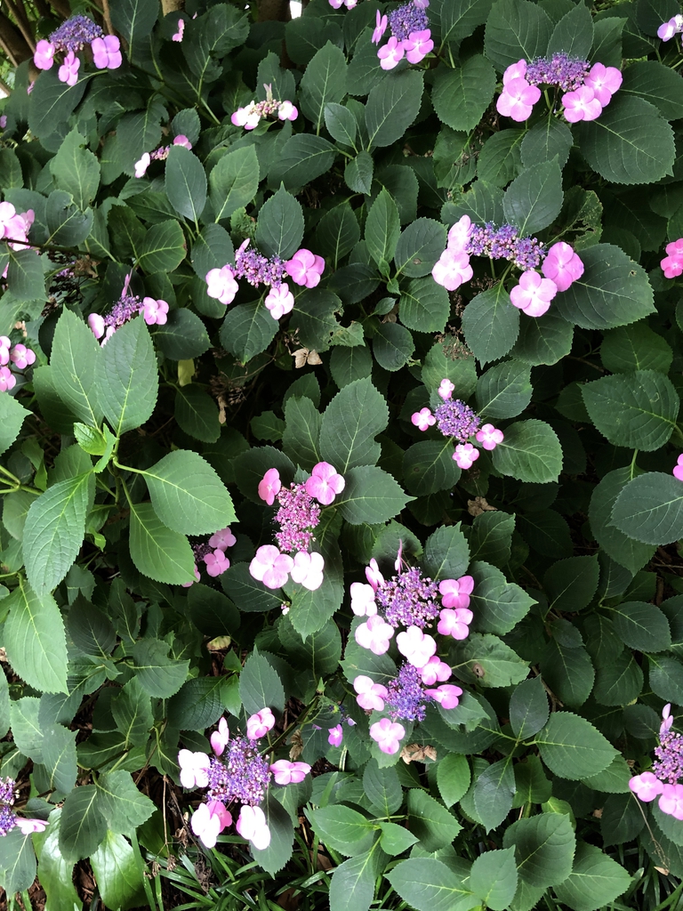 Hydrangea Serrata leaves and flowers (Wake County, NC)
