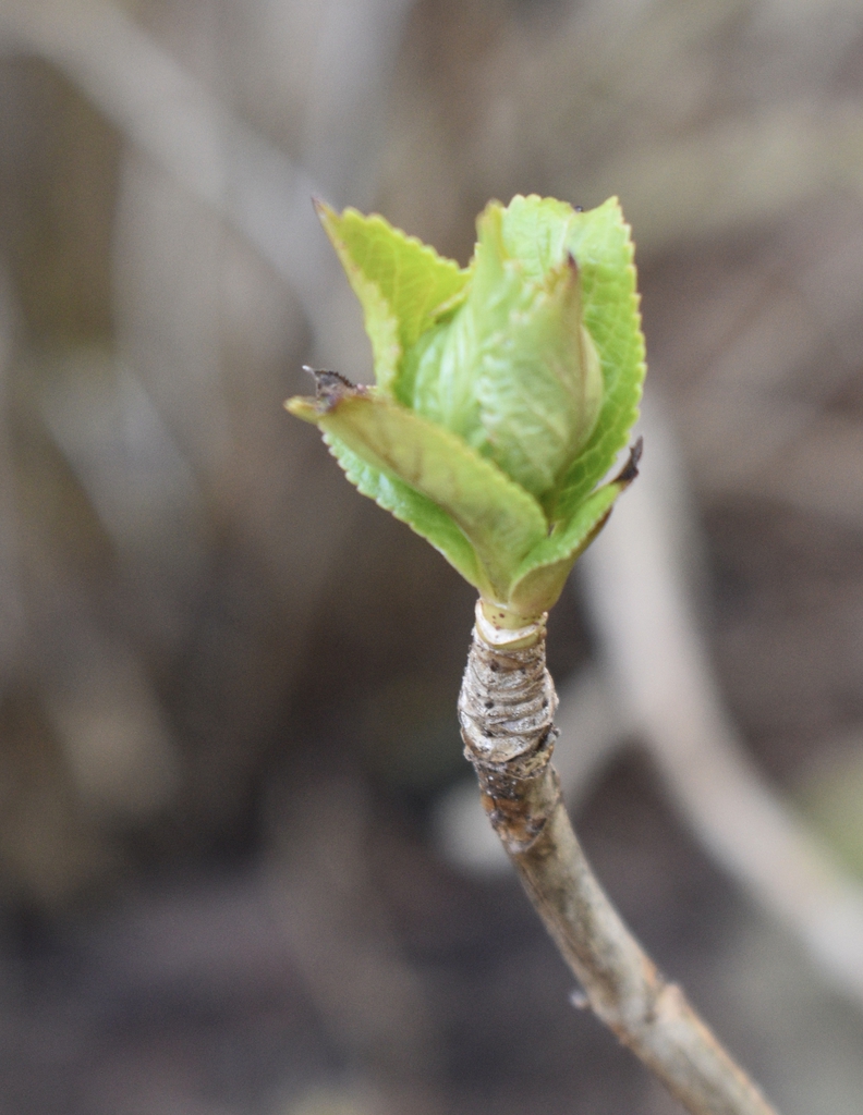 Winter Leaf bud - March - Wake Co., NC