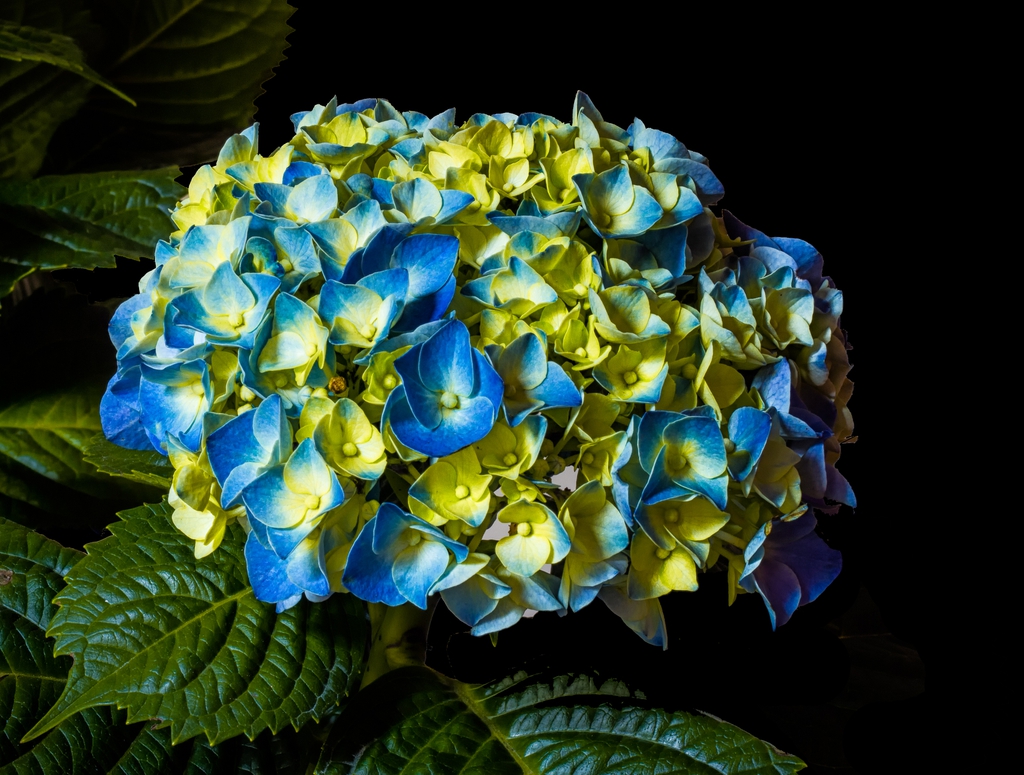 Hydrangea Macrophylla