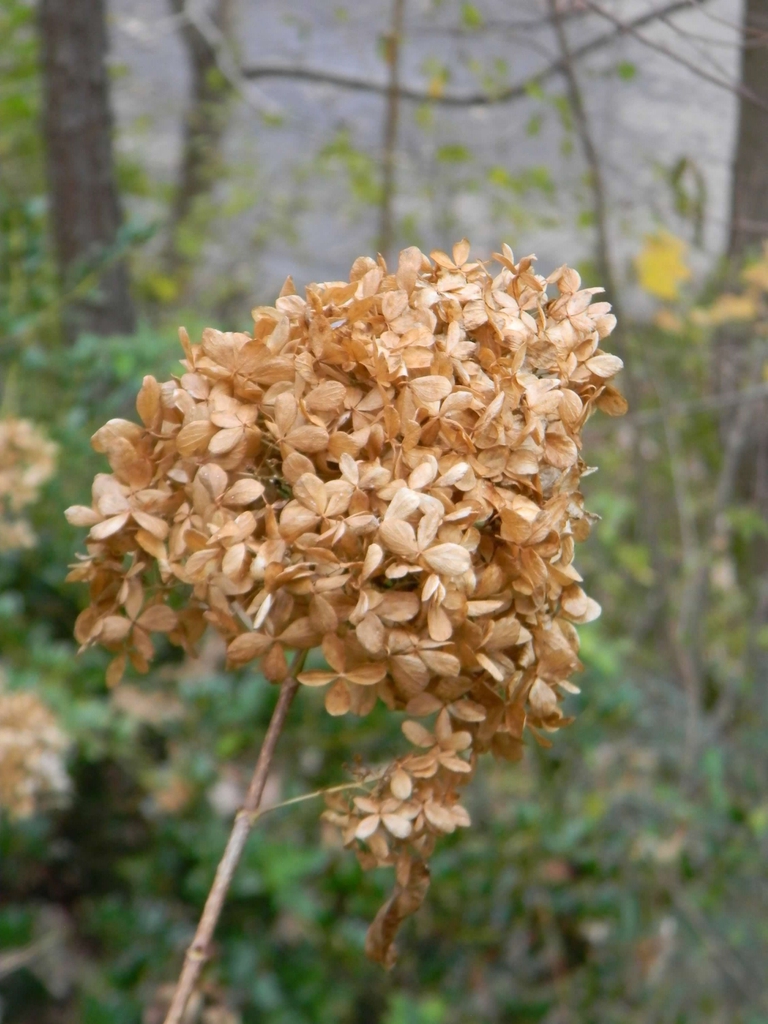 Spent flower head (Buncombe County, NC)-Fall