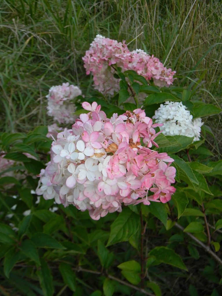 'Renhy' bi-color flowers (Buncombe County, NC)