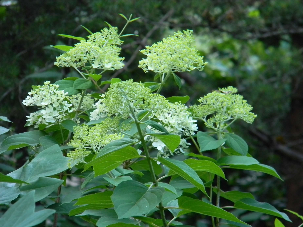 Flower buds and leaves (Buncombe County, NC)