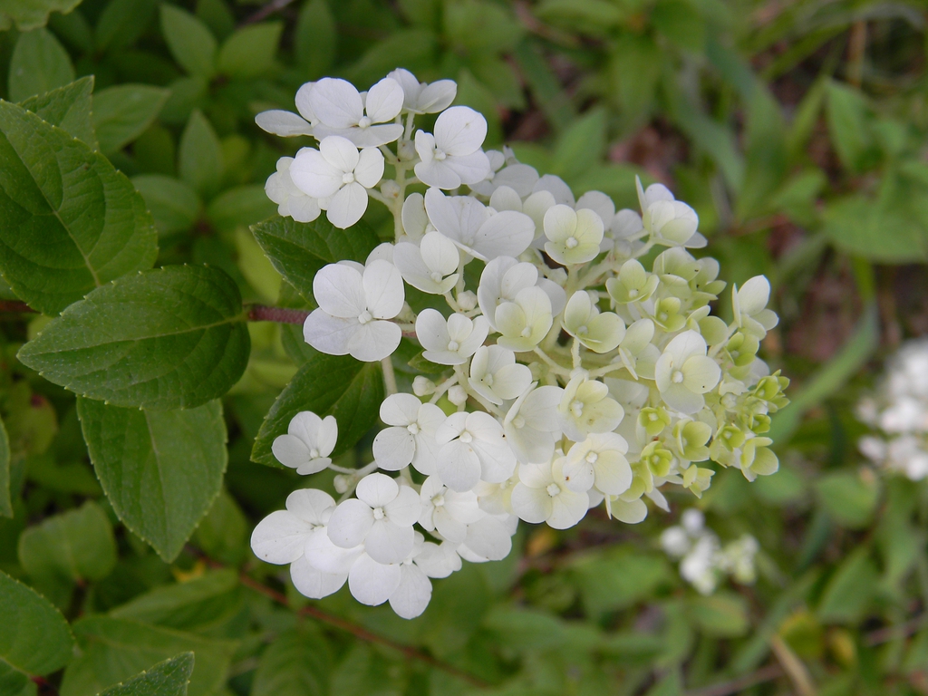 Panicles of white flowers.