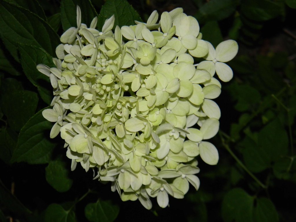 Hydrangea paniculata 'Limelight'