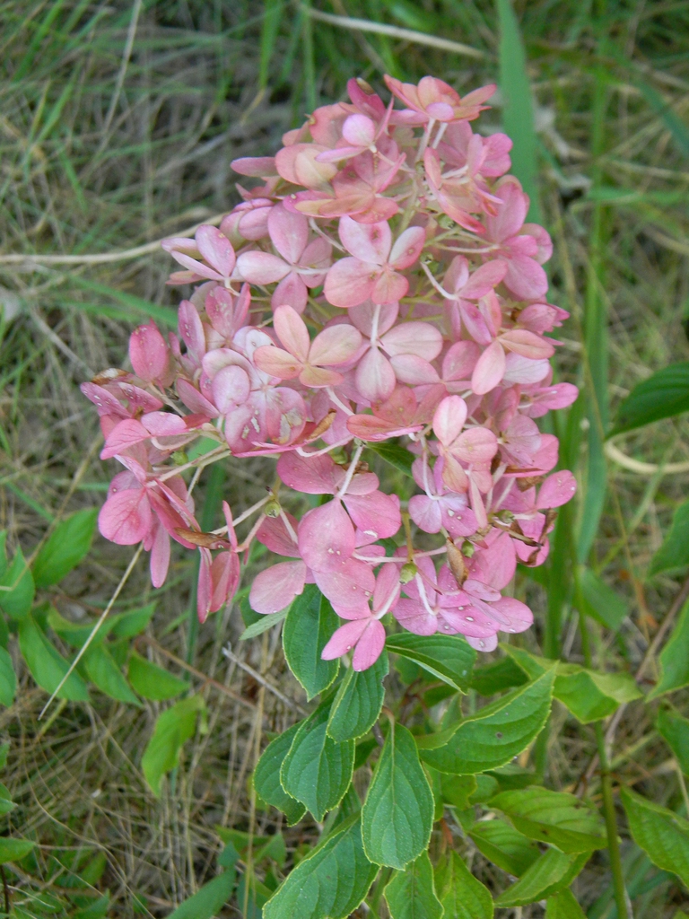 'Rensun' pink flowers (Buncombe County, NC)
