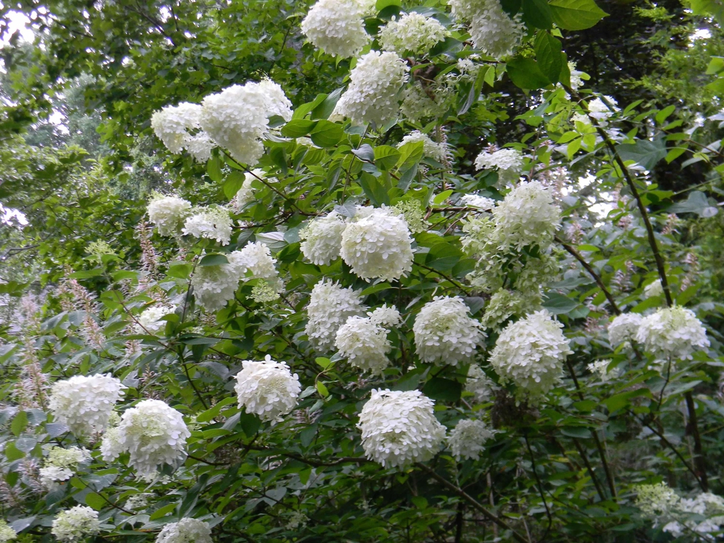 Form in full bloom (Buncombe County, NC)